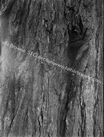 ROOSTS OF TREE-CREEPER